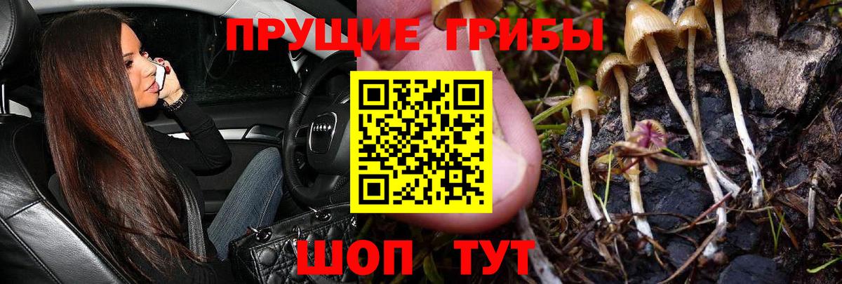 Псилоцибиновые грибы GOLDEN TEACHER  Вход с VPN  Галлюциногенные грибы Magic Shrooms  купить наркоту  Великий Новгород 